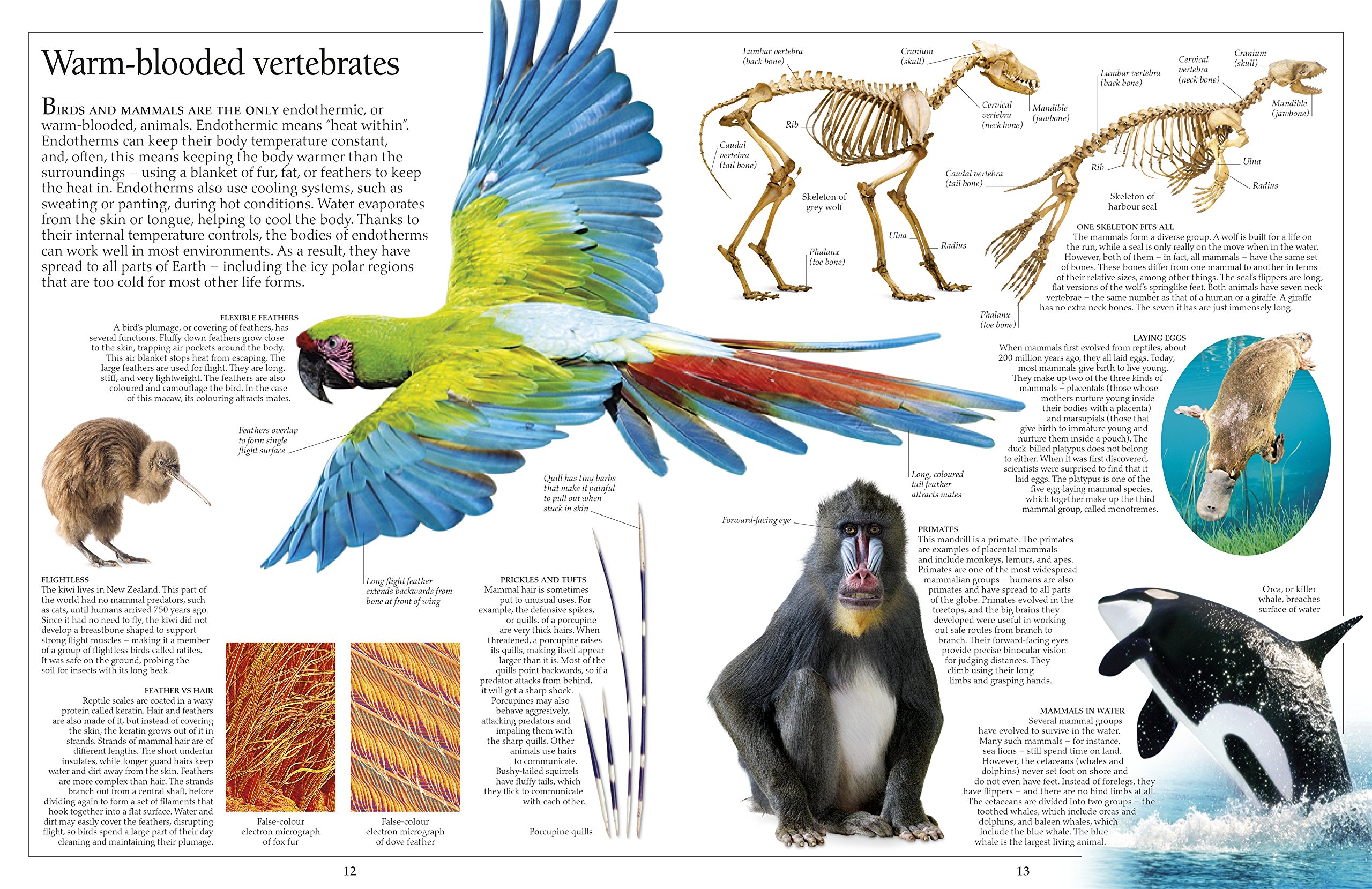 Buy Dk Eyewitness Books Reptile In Pakistan Dk Eyewitness Books Reptile - Foto 2