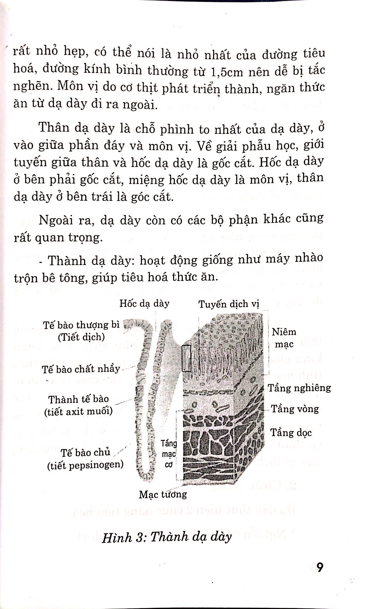 Bệnh Dạ Dày - Chế Độ Ăn Uống Và Luyện Tập PDF