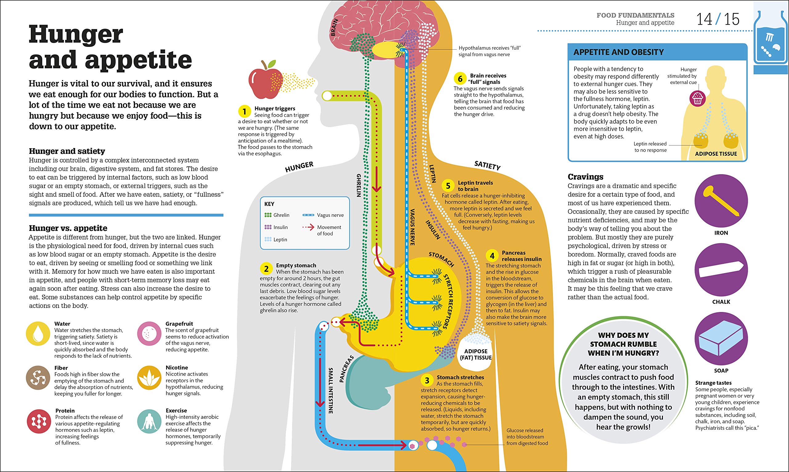 How Food Works The Facts Visually Explained (How Things Work)
