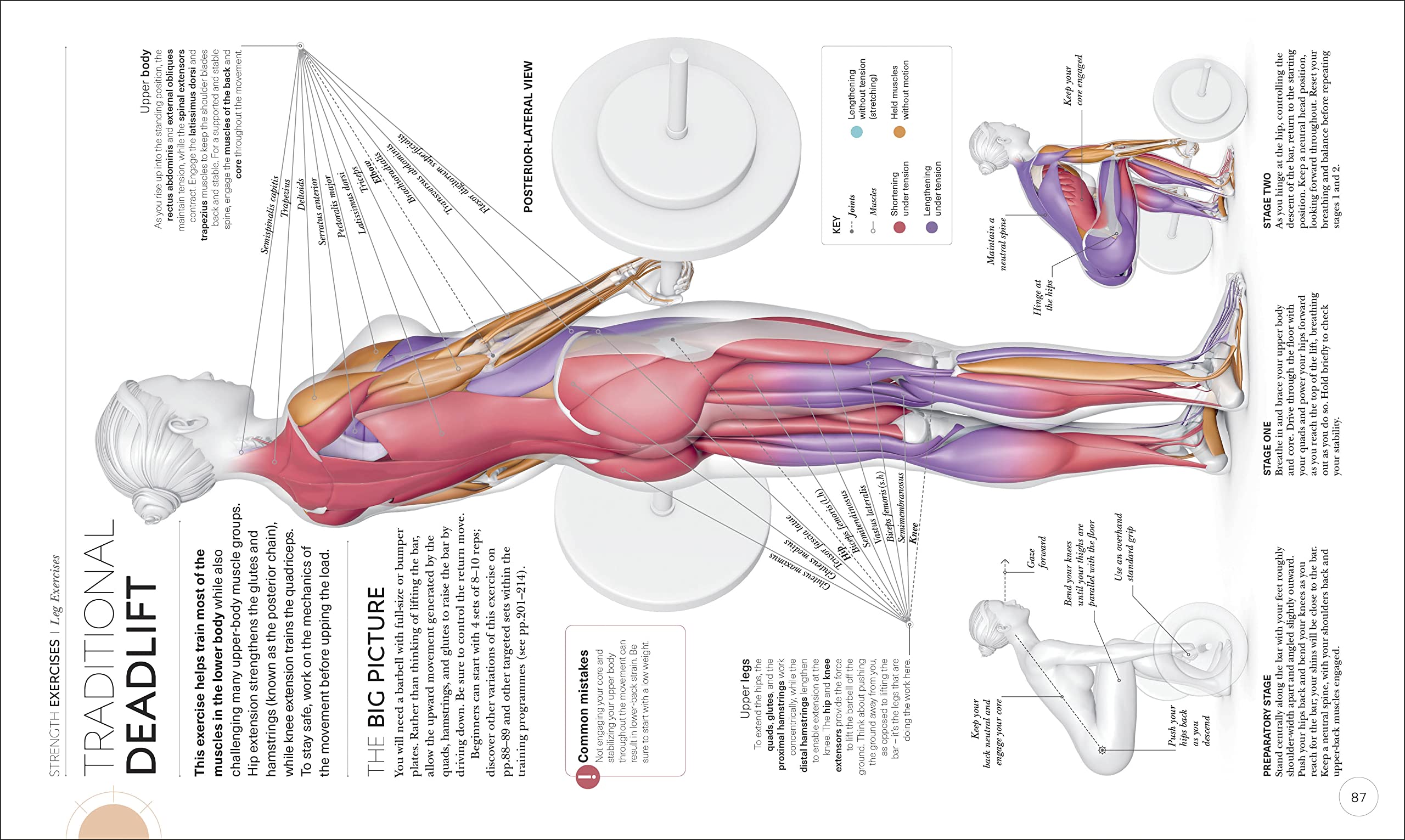 Science Of Strength Training: Understand The Anatomy And Physiology To ...