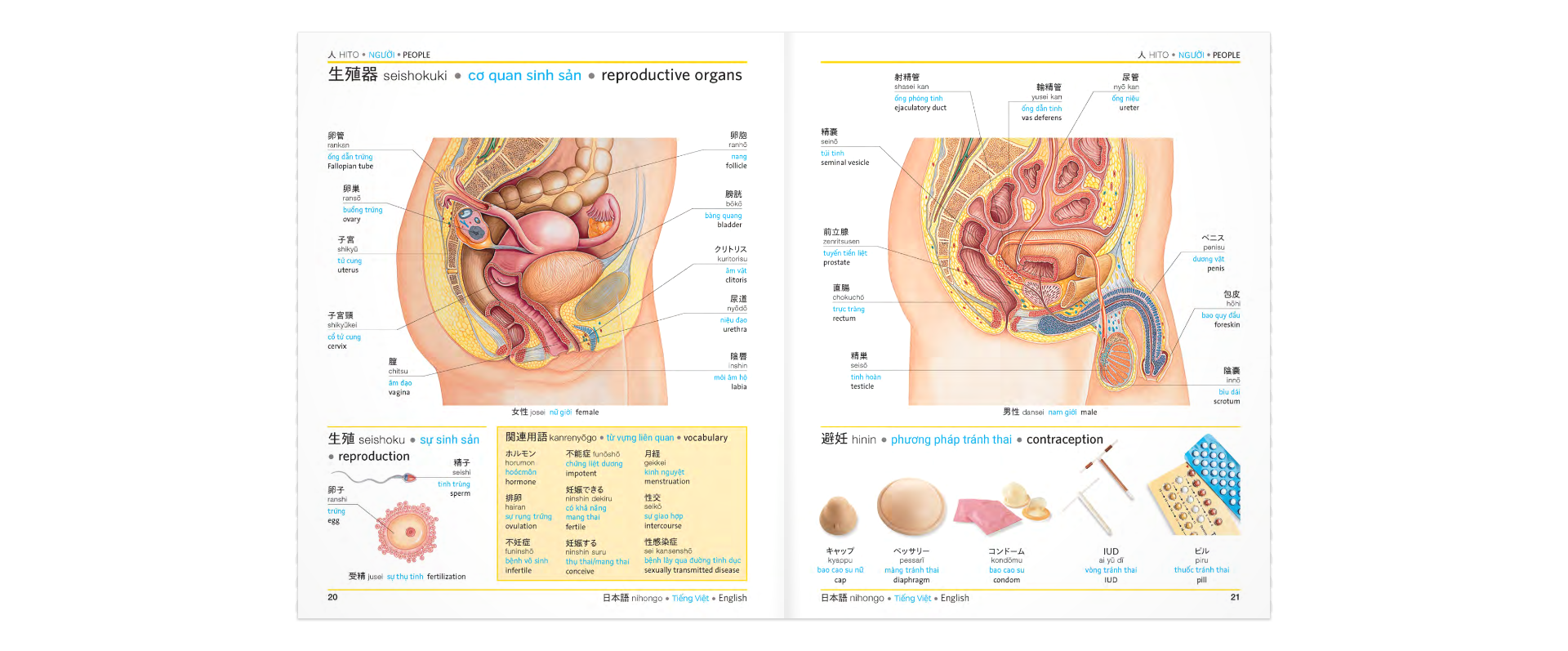 Tải sách Trilingual Visual Dictionary - Japanese-Vietnamese-English PDF đọc ebook online, epub online, nghe sách nói audio miễn phí.