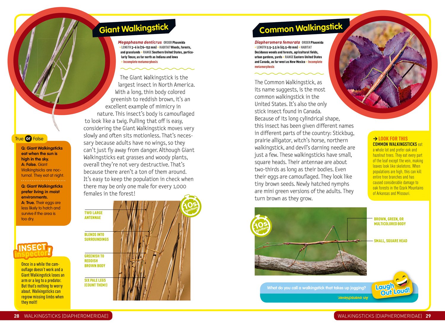 Ultimate Explorer Field Guide Insects