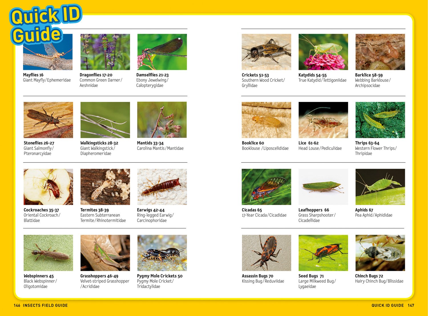 Ultimate Explorer Field Guide Insects