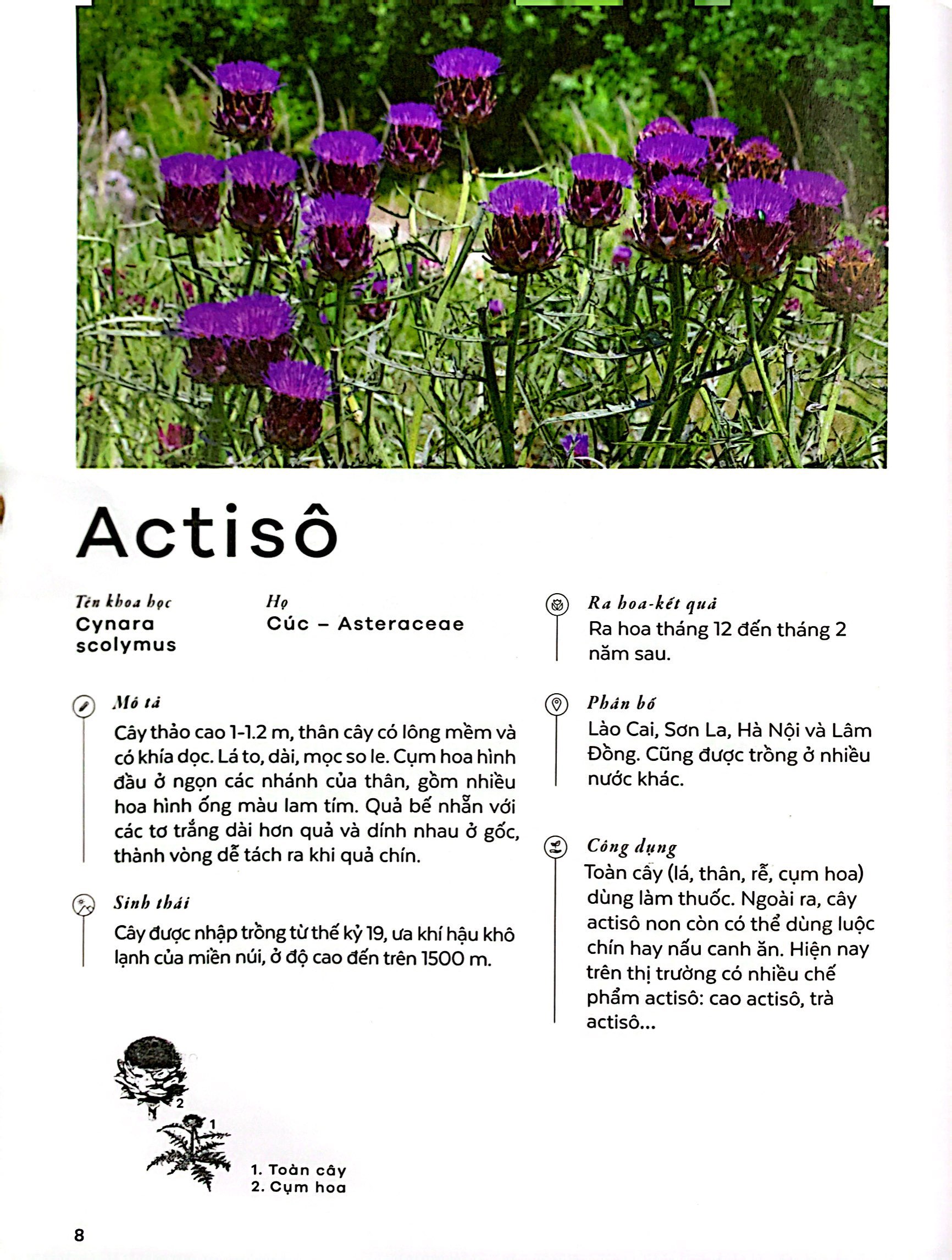 Các Loài Cây Việt Nam - Plants Of Vietnam PDF đọc ebook online, epub online, nghe sách nói audio miễn phí. Tải sách Các Loài Cây Việt Nam - Plants Of Vietnam PDF đọc ebook online, epub online, nghe sách nói audio miễn phí.