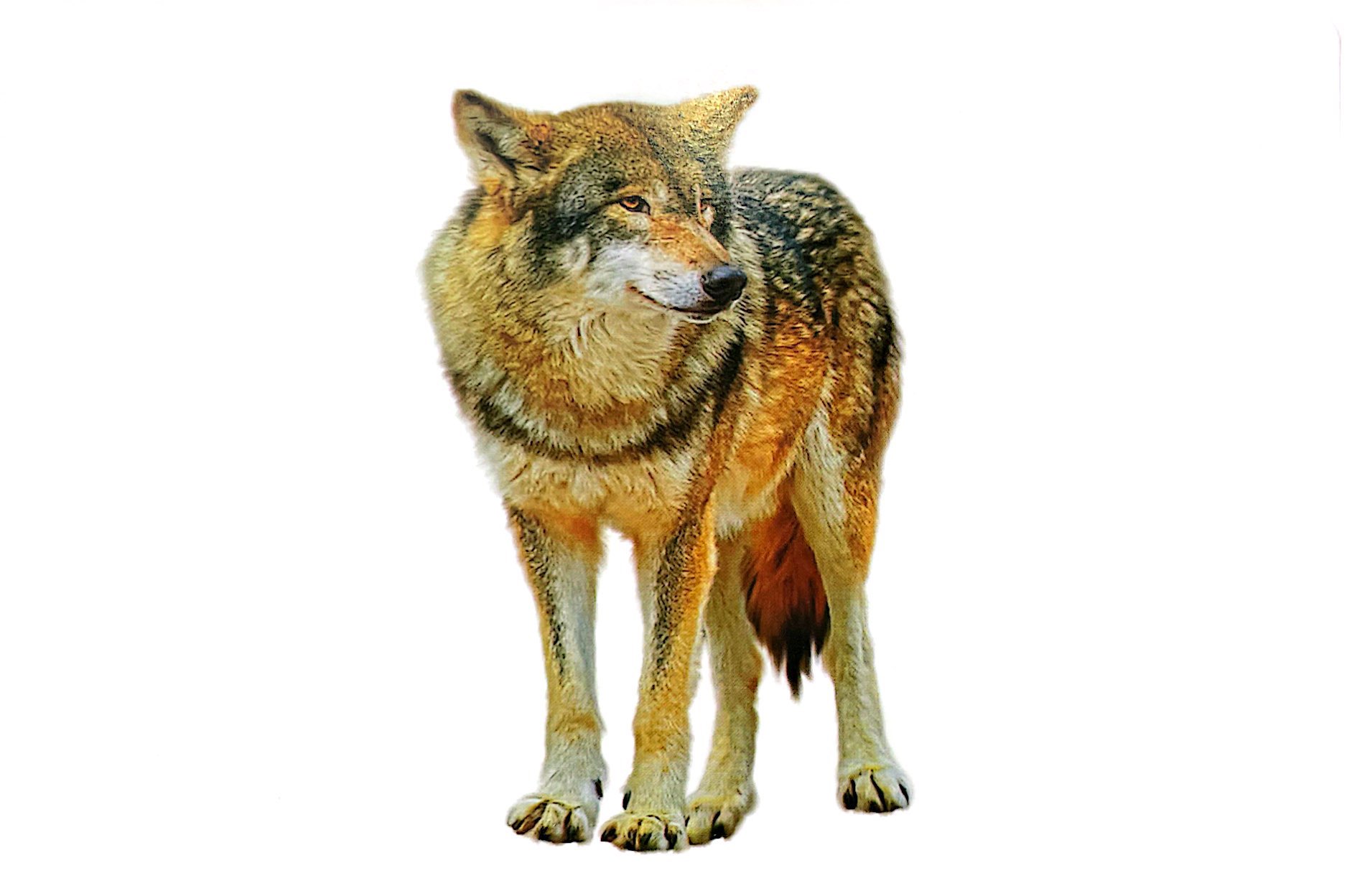 Flash Card Tiếng Anh - Wild Animals Động Vật Hoang Dã PDF Flash Card Tiếng Anh - Wild Animals Động Vật Hoang Dã PDF