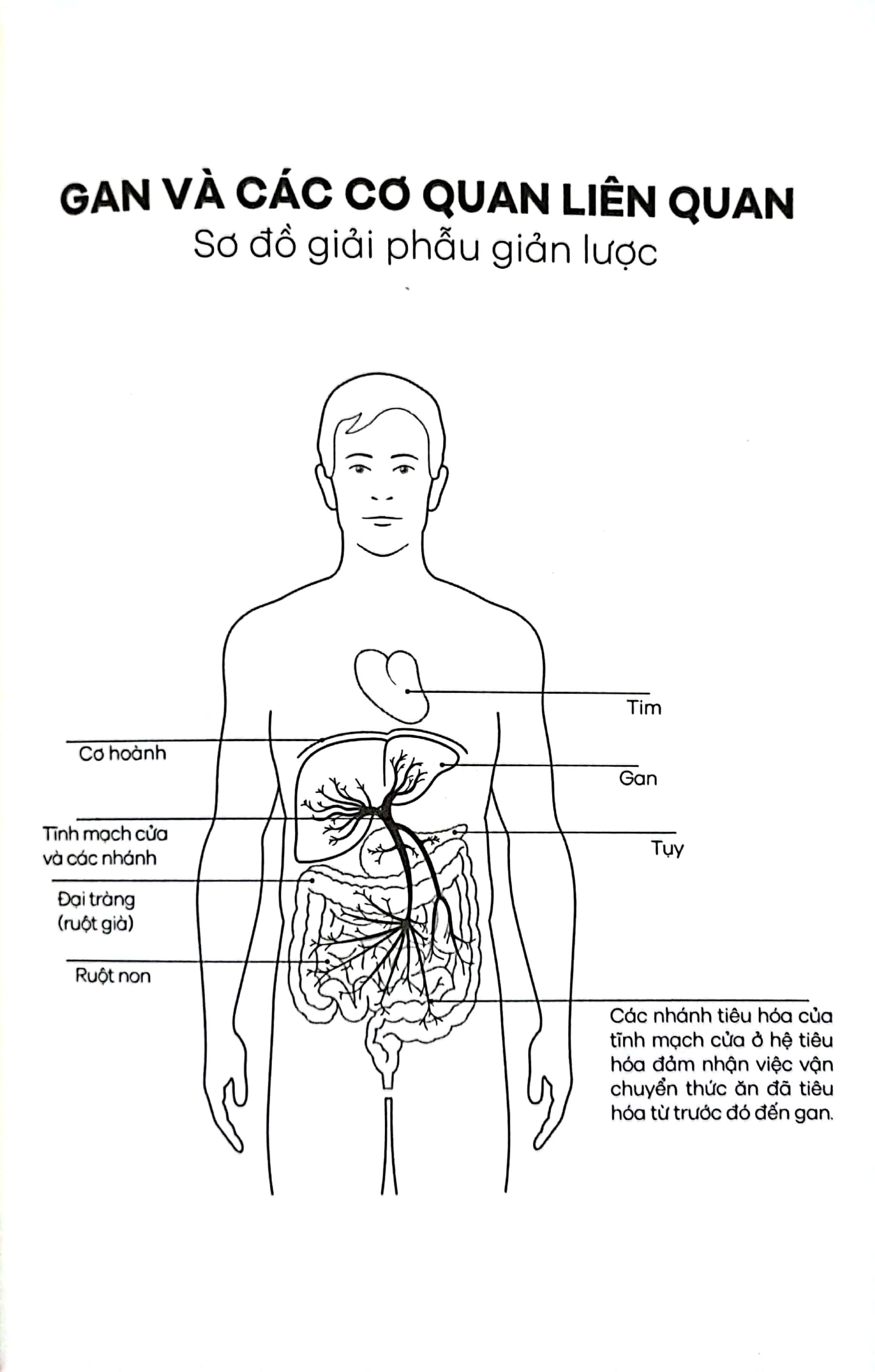 Gan Ơi Là Gan - Người Hùng Thầm Lặng Trong Cơ Thể Giúp Chúng Ta Sống Lâu Và Khỏe Mạnh PDF đọc ebook online, epub online, nghe sách nói audio miễn phí.