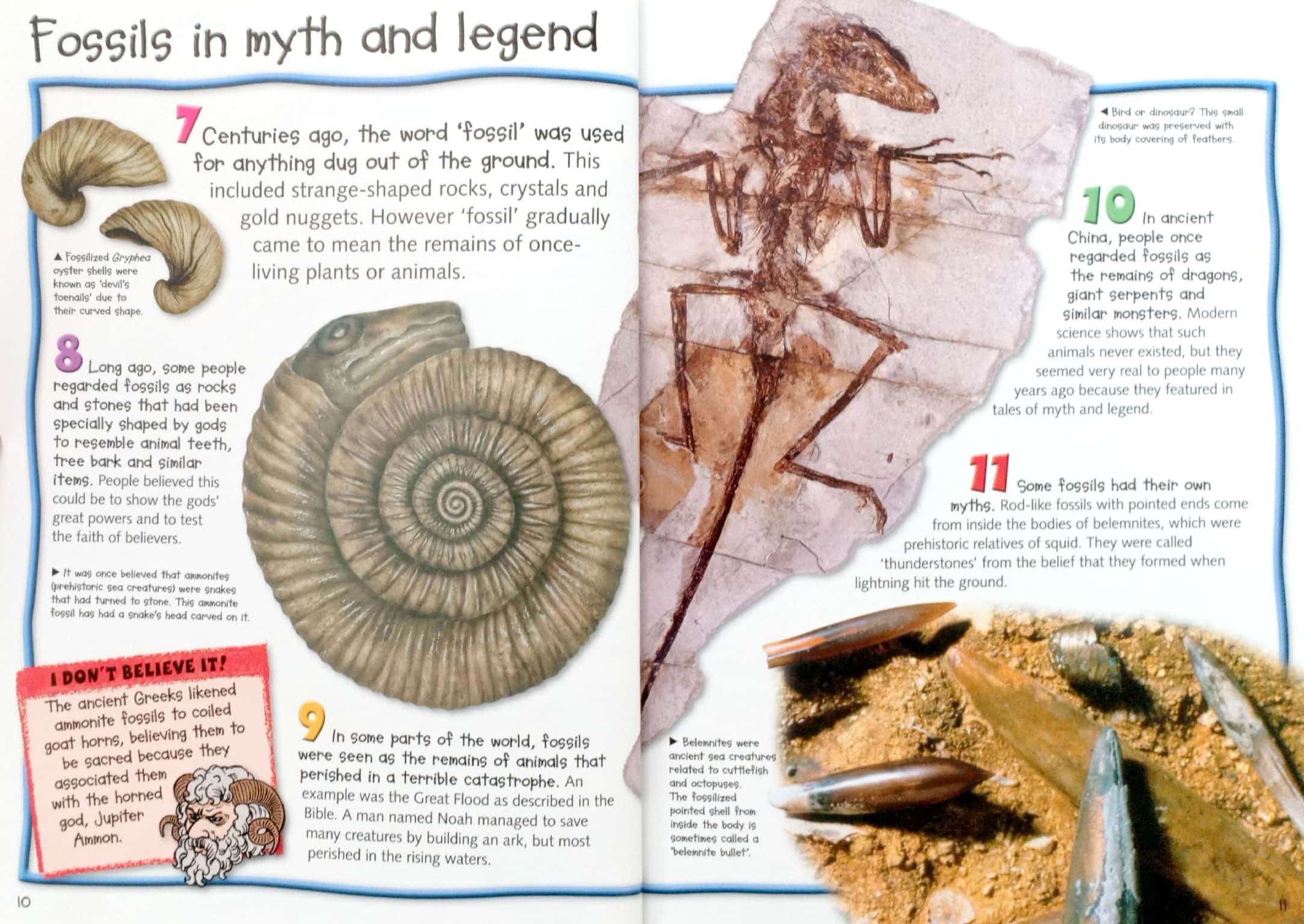 Pocket Edition 100 Facts Fossils