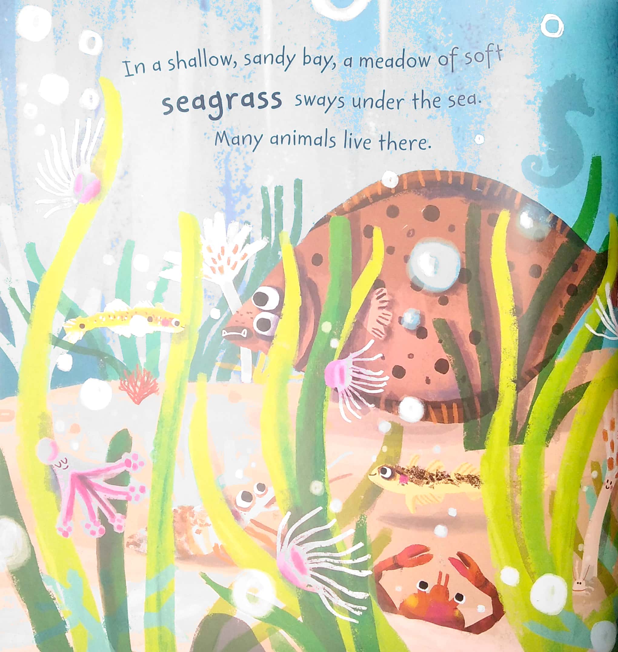 Sea Stories: Seb The Seahorse - FAHASA.COM