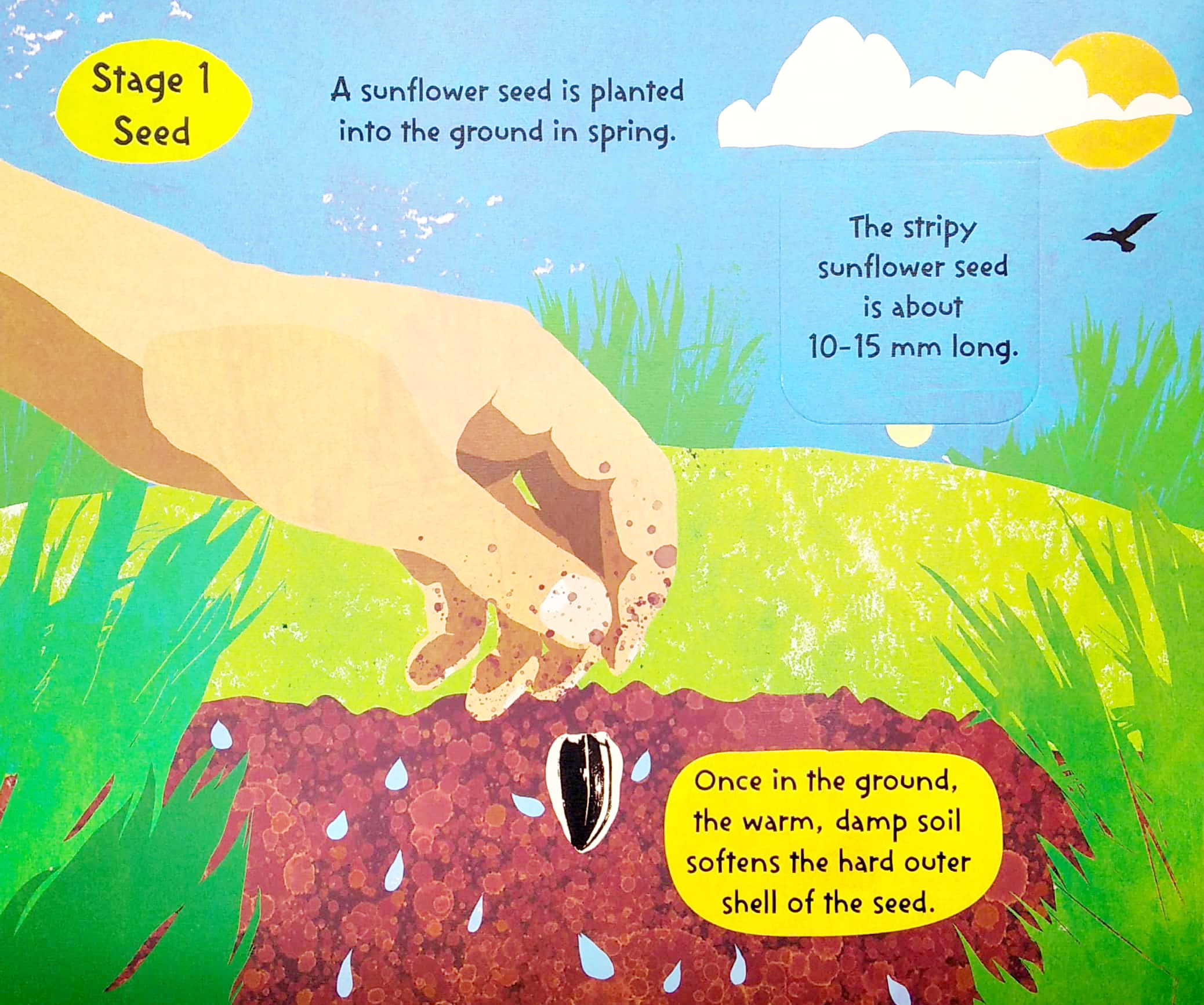 The Life Cycle Of Flowers - FAHASA.COM