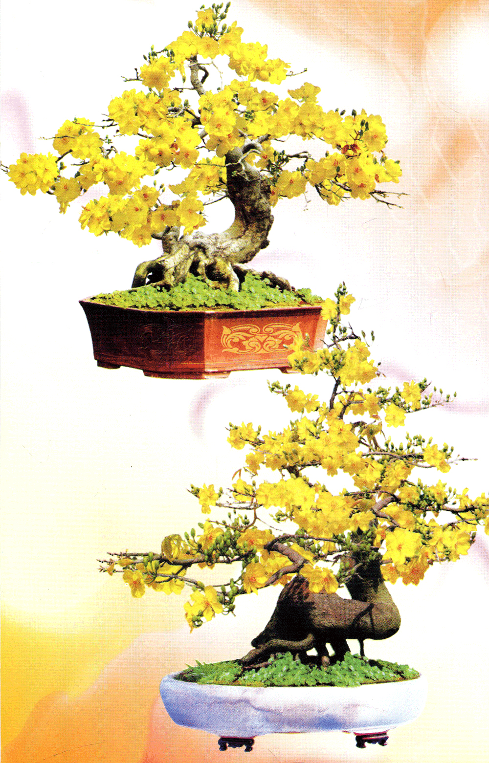 Trồng Mai - Kỹ Thuật Bón Tưới, Phòng Trừ Sâu Rầy, Bệnh Hại PDF Trồng Mai - Kỹ Thuật Bón Tưới, Phòng Trừ Sâu Rầy, Bệnh Hại PDF