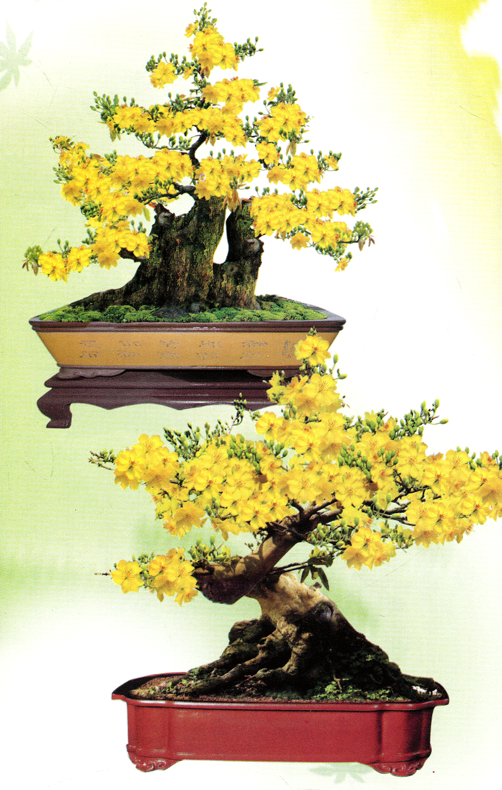Trồng Mai - Kỹ Thuật Bón Tưới, Phòng Trừ Sâu Rầy, Bệnh Hại PDF Trồng Mai - Kỹ Thuật Bón Tưới, Phòng Trừ Sâu Rầy, Bệnh Hại PDF