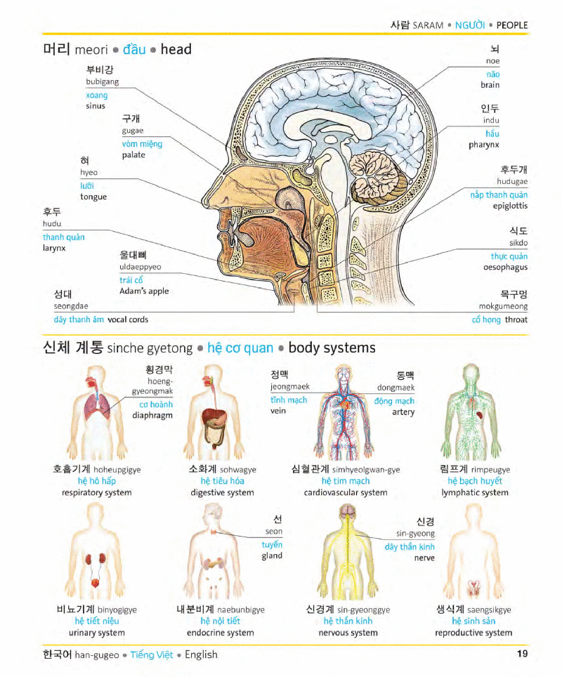 Tải sách Visual Korean Vietnamese English Trilingual Dictionary PDF đọc ebook online, epub online, nghe sách nói audio miễn phí.