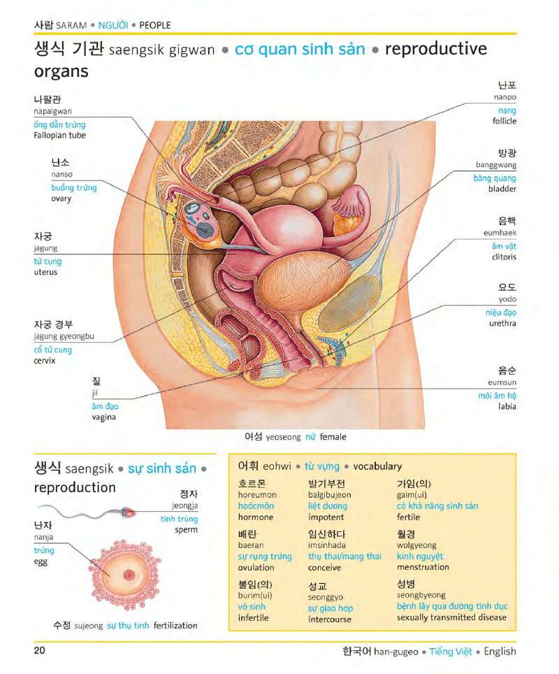 Tải sách Visual Korean Vietnamese English Trilingual Dictionary PDF đọc ebook online, epub online, nghe sách nói audio miễn phí.